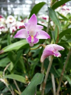  (Dendrobium kingianum - ORDNA00686)  @11 [ ] Copyright (2019) Unspecified Atlanta Botanical Garden