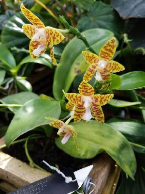  (Phalaenopsis fasciata - ORDNA00689)  @11 [ ] Copyright (2019) Unspecified Atlanta Botanical Garden