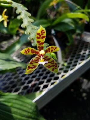  (Phalaenopsis deceptrix - ORDNA00691)  @11 [ ] Copyright (2019) Unspecified Atlanta Botanical Garden
