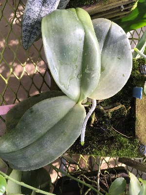  (Phalaenopsis gigantea - ORDNA00692)  @11 [ ] Copyright (2019) Unspecified Atlanta Botanical Garden