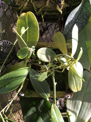  (Phalaenopsis cochlearis - ORDNA00693)  @11 [ ] Copyright (2019) Unspecified Atlanta Botanical Garden