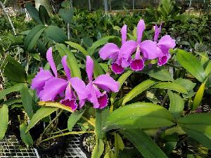  ( - ORDNA00702)  @11 [ ] Copyright (2019) Unspecified Atlanta Botanical Garden