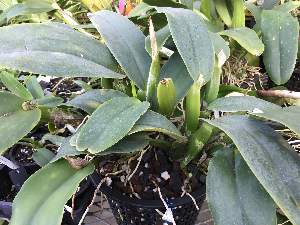  ( - ORDNA00705)  @11 [ ] Copyright (2019) Unspecified Atlanta Botanical Garden