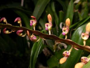  (Bulbophyllum falcatum - ORDNA00227)  @11 [ ] Copyright (2019) Unspecified Atlanta Botanical Garden
