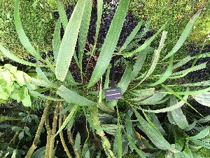  (Spathoglottis kimballiana - ORDNA00901)  @11 [ ] Copyright (2019) Unspecified Atlanta Botanical Garden