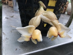  (Stanhopea pulla - ORDNA00197)  @11 [ ] Copyright (2019) Unspecified Atlanta Botanical Garden