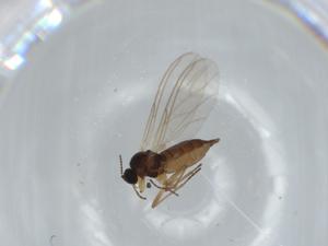  ( - BIOUG62867-B09)  @11 [ ] CreativeCommons - Attribution (2020) Centre for Biodiversity Genomics Centre for Biodiversity Genomics