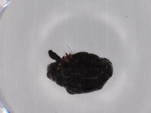  ( - BIOUG62874-F04)  @11 [ ] CreativeCommons - Attribution (2020) Centre for Biodiversity Genomics Centre for Biodiversity Genomics