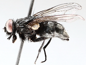  ( - BIOUG56889-B08)  @11 [ ] CreativeCommons - Attribution (2021) CBG Photography Group Centre for Biodiversity Genomics