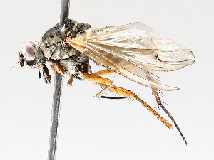  ( - BIOUG56890-C07)  @11 [ ] CreativeCommons - Attribution (2021) CBG Photography Group Centre for Biodiversity Genomics