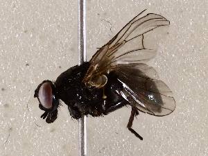  ( - BIOUG56892-A05)  @11 [ ] CreativeCommons - Attribution (2021) CBG Photography Group Centre for Biodiversity Genomics