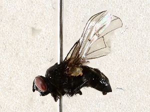  ( - BIOUG56892-C01)  @11 [ ] CreativeCommons - Attribution (2021) CBG Photography Group Centre for Biodiversity Genomics
