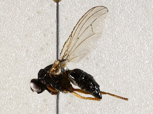  ( - BIOUG56892-C09)  @11 [ ] CreativeCommons - Attribution (2021) CBG Photography Group Centre for Biodiversity Genomics