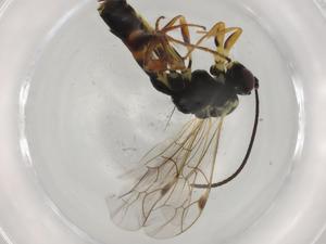  ( - BIOUG66066-B04)  @11 [ ] CreativeCommons - Attribution (2021) Centre for Biodiversity Genomics Centre for Biodiversity Genomics