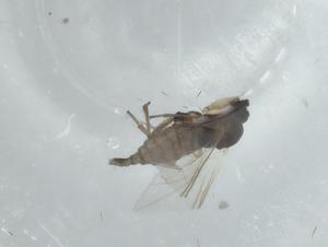  ( - BIOUG66071-A12)  @11 [ ] CreativeCommons - Attribution (2021) Centre for Biodiversity Genomics Centre for Biodiversity Genomics