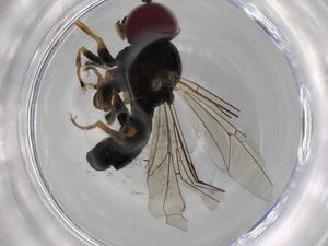  ( - BIOUG66088-H09)  @11 [ ] CreativeCommons - Attribution (2021) Centre for Biodiversity Genomics Centre for Biodiversity Genomics