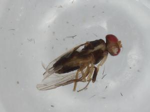  ( - BIOUG66097-F06)  @11 [ ] CreativeCommons - Attribution (2021) Centre for Biodiversity Genomics Centre for Biodiversity Genomics