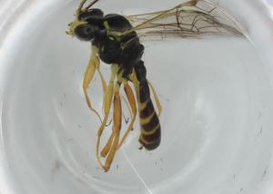  ( - BIOUG66098-A10)  @11 [ ] CreativeCommons - Attribution (2021) Centre for Biodiversity Genomics Centre for Biodiversity Genomics