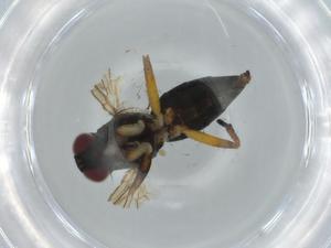  ( - BIOUG75609-D03)  @11 [ ] CreativeCommons - Attribution (2021) Centre for Biodiversity Genomics Centre for Biodiversity Genomics