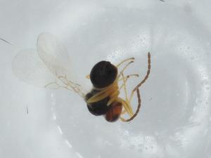  ( - BIOUG75614-H08)  @11 [ ] CreativeCommons - Attribution (2021) Centre for Biodiversity Genomics Centre for Biodiversity Genomics