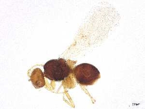  ( - BIOUG75614-H08)  @11 [ ] CreativeCommons - Attribution Share - Alike (2025) CBG Photography Group Centre for Biodiversity Genomics