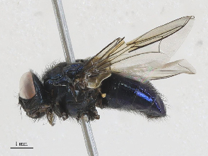  ( - CBG-A28415-A09)  @11 [ ] CreativeCommons - Attribution Share - Alike (2024) CBG Photography Group Centre for Biodiversity Genomics