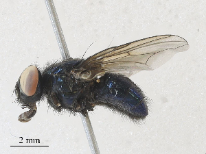  ( - CBG-A28415-A11)  @11 [ ] CreativeCommons - Attribution Share - Alike (2024) CBG Photography Group Centre for Biodiversity Genomics