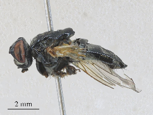  ( - CBG-A28415-F03)  @11 [ ] CreativeCommons - Attribution Share - Alike (2024) CBG Photography Group Centre for Biodiversity Genomics