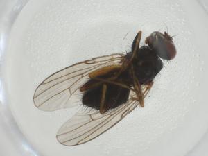  ( - CBG-A28907-B03)  @11 [ ] CreativeCommons - Attribution Share - Alike (2024) Centre for Biodiversity Genomics Centre for Biodiversity Genomics