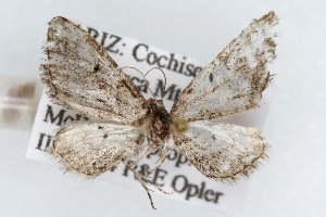  (Eupithecia zelmira - CSU-CPG-LEP002296)  @14 [ ] CreativeCommons - Attribution (2009) Paul Opler Colorado State University