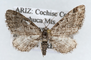  (Eupithecia zelmira - CSU-CPG-LEP002297)  @14 [ ] CreativeCommons - Attribution (2009) Paul Opler Colorado State University