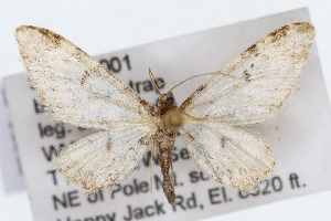  (Eupithecia niveifascia - CSU-CPG-LEP002306)  @15 [ ] CreativeCommons - Attribution (2009) Paul Opler Colorado State University