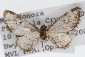  (Eupithecia pertusata - CSU-CPG-LEP002322)  @13 [ ] CreativeCommons - Attribution (2009) Paul Opler Colorado State University