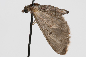  (Eupithecia persimulata - CSU-CPG-LEP002326)  @13 [ ] CreativeCommons - Attribution (2009) Paul Opler Colorado State University