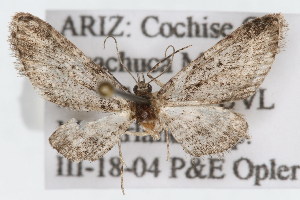  (Eupithecia sabulosata - CSU-CPG-LEP002341)  @13 [ ] CreativeCommons - Attribution (2009) Paul Opler Colorado State University