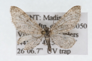 (Eupithecia lafontaineata - CSU-CPG-LEP002356)  @14 [ ] CreativeCommons - Attribution (2009) Paul Opler Colorado State University