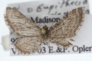 (Eupithecia zygadeniata - CSU-CPG-LEP002400)  @13 [ ] CreativeCommons - Attribution (2009) Paul Opler Colorado State University