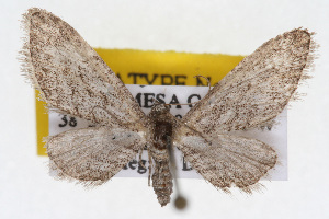  (Eupithecia alpinata - CSU-CPG-LEP002431)  @14 [ ] CreativeCommons - Attribution (2009) Paul Opler Colorado State University