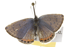  ( - CSUPOBK-0322)  @13 [ ] CreativeCommons - Attribution (2010) CBG Photography Group Centre for Biodiversity Genomics