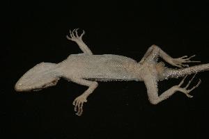  ( - NR-040 a.)  @11 [ ] Unspecified (default): All Rights Reserved  Unspecified Unspecified