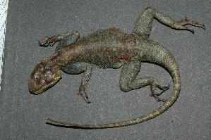  (Agama - R-099)  @14 [ ] Unspecified (default): All Rights Reserved  Unspecified Unspecified