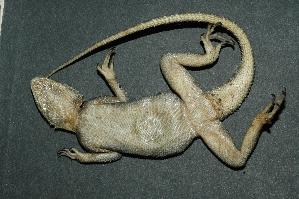  (Agama agama - R-099)  @14 [ ] Unspecified (default): All Rights Reserved  Unspecified Unspecified