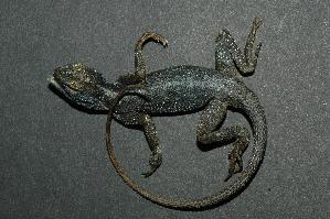  (Agama mossambica - NR-101)  @14 [ ] Unspecified (default): All Rights Reserved  Unspecified Unspecified