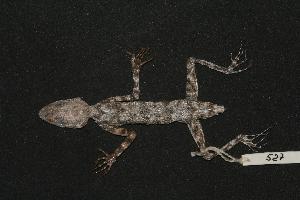  (Tenuidactylus longipes longipes - RAN-527)  @13 [ ] Unspecified (default): All Rights Reserved  Unspecified Unspecified