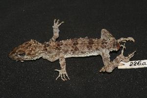  (Tenuidactylus caspius - RuHF-NR-226a)  @14 [ ] Unspecified (default): All Rights Reserved  Unspecified Unspecified