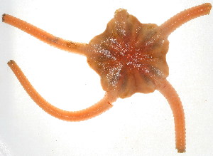  ( - 10BPBS-0054)  @12 [ ] CreativeCommons - Attribution  CBG Photography Group Centre for Biodiversity Genomics
