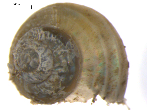  ( - 10BPBS-0087)  @13 [ ] CreativeCommons - Attribution  CBG Photography Group Centre for Biodiversity Genomics