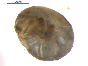  ( - 10BPBS-0240)  @12 [ ] CreativeCommons - Attribution  CBG Photography Group Centre for Biodiversity Genomics