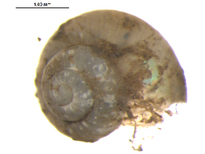  ( - 10BPBS-0244)  @13 [ ] CreativeCommons - Attribution  CBG Photography Group Centre for Biodiversity Genomics