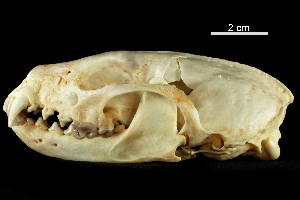  ( - AVB170930-01)  @11 [ ] CreativeCommons - Attribution (2018) CBG Photography Group Centre for Biodiversity Genomics